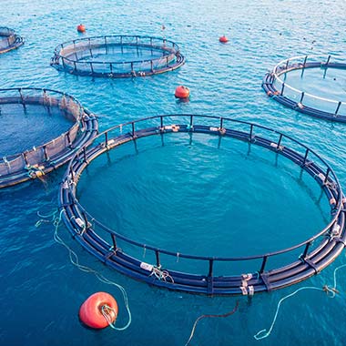 Az akvakultúra, a tengeri ételekhez felhasznált élőlények tenyésztése ammóniát termel a természetes szennyvízben. Az itt bemutatott haltenyésztő hálórendszerek szintén ártalmasak lehetnek.